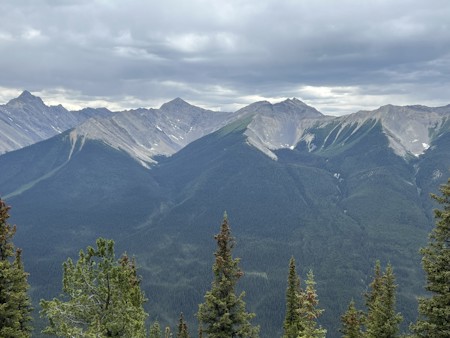 Conifer