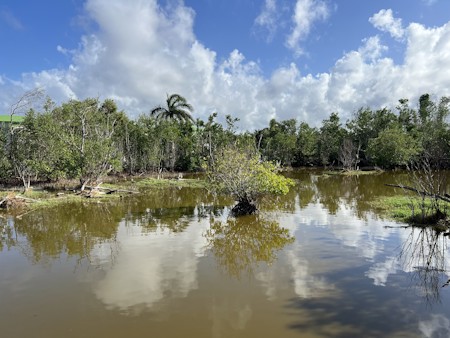 Land, Nature, Outdoors, Plant, Pond, Swamp, Vegetation, Water
