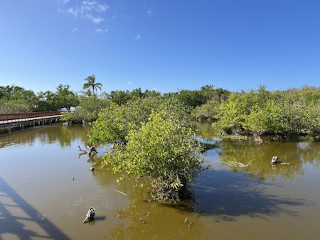 Bird, Boat, Lake, Land, Nature, Outdoors, Pond, Swamp, Vegetation, Water