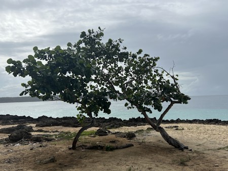 Beach, Nature, Outdoors, Scenery, Sea, Soil, Summer, Tree, Tree Trunk, Wood
