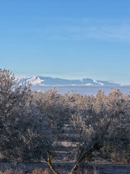 Frost