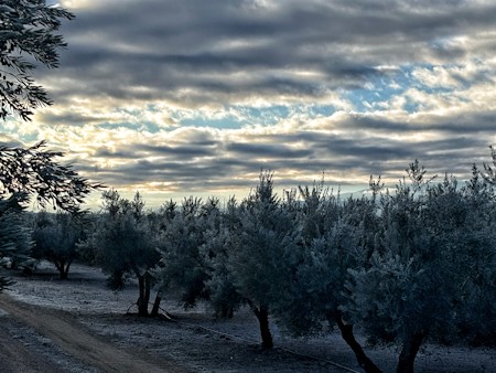 Frost