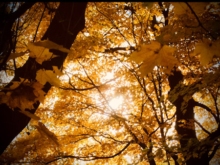 Flare