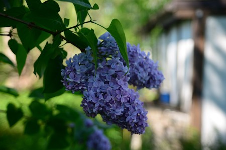 Beautiful Flower