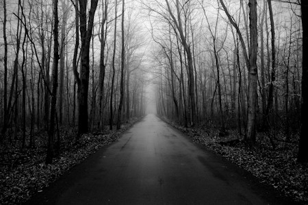 Dark Forest