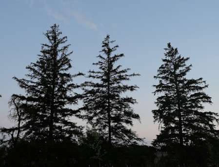 Beautiful Trees
