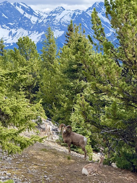Bighorn Sheep at Banff national Park