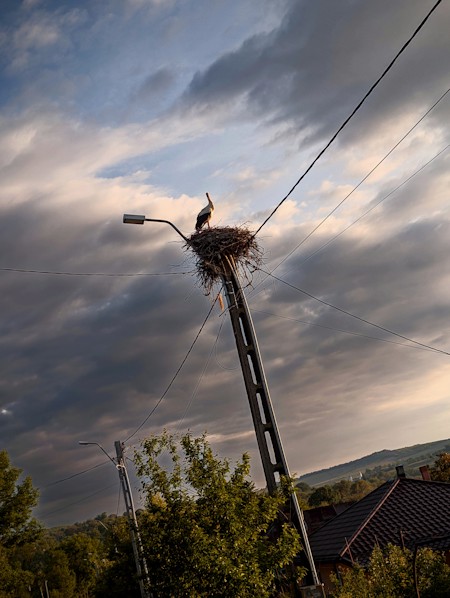 A stork sitting on its nest made at the top of the pole