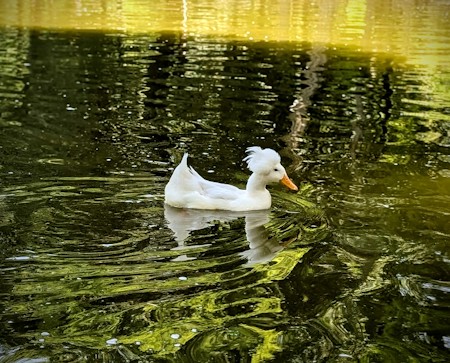 Picture with a duck on the lake