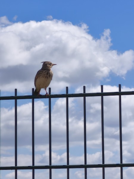 Wild bird against cloudy sky