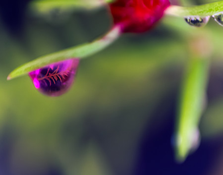 Bud
