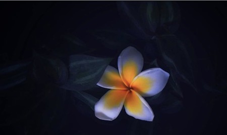 Glowing Frangipani in the Dark