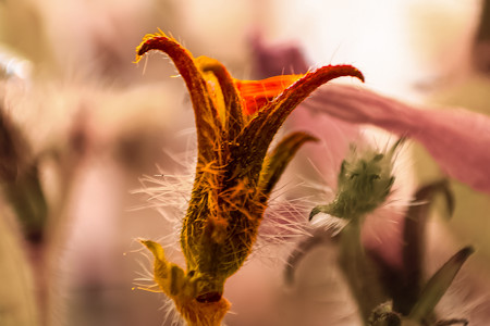 Acanthaceae