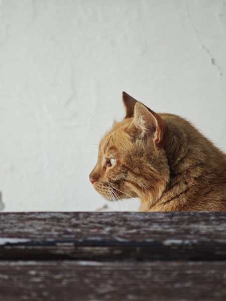 Abyssinian