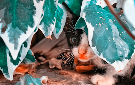 The Kitty Behind the Leaves 🌿
