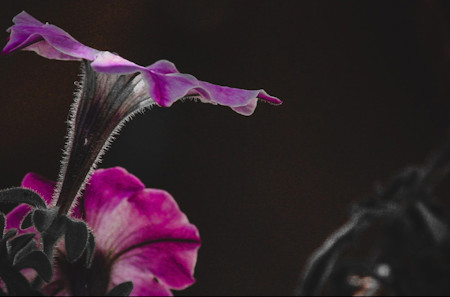 Flower macro photography