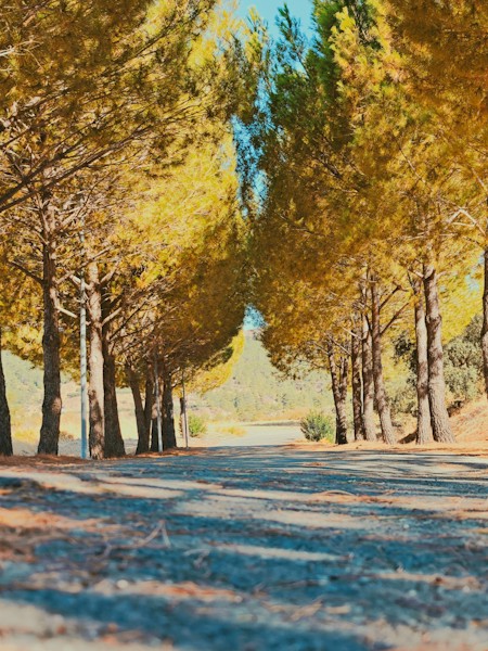 Autumn, Autumn, Golden Trees, Tree-Lined Road, Countryside, Nature, Landscape, Forest, Road, Foliage, Golden Hour, Scenic, Rural, Outdoors, Blue Sky, Cyprus, Paphos, Tranquil, Serene, Travel, Roadway, Nature, Outdoors, Plant, Scenery, Tree