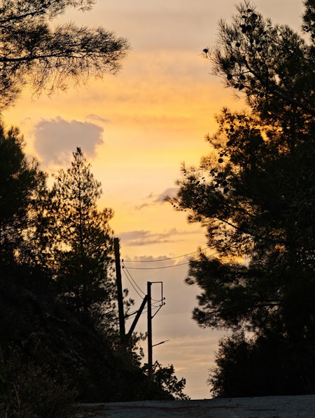 A warm golden sunset glowing through pine trees, creating a peaceful natural landscape with dramatic silhouettes and soft evening light.