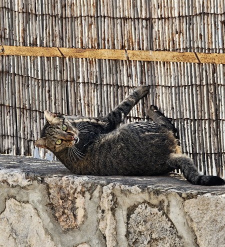 Cat model