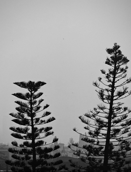 Dusty day in black and white