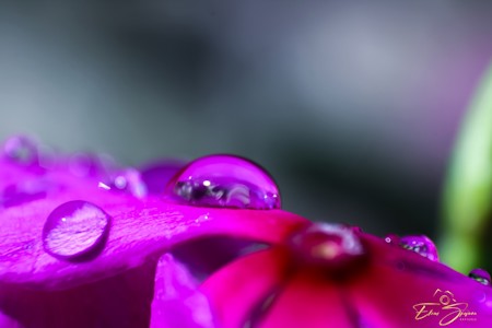 Raindrops over the flower in macro