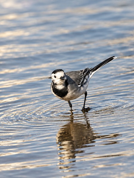 Animal, Bird, Bird, small bird, wildlife, nature, water, bird photography, wildlife photography, animal, natural habitat, wild bird, peaceful, outdoors, fauna, close-up, nature photography, Nature, Outdoors, Ripple, Water