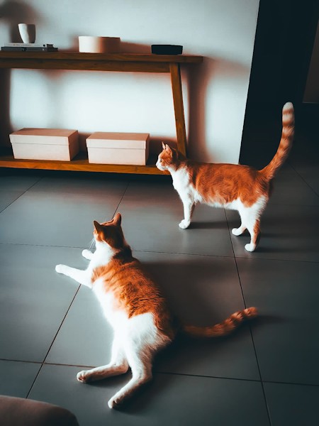 Cat photography