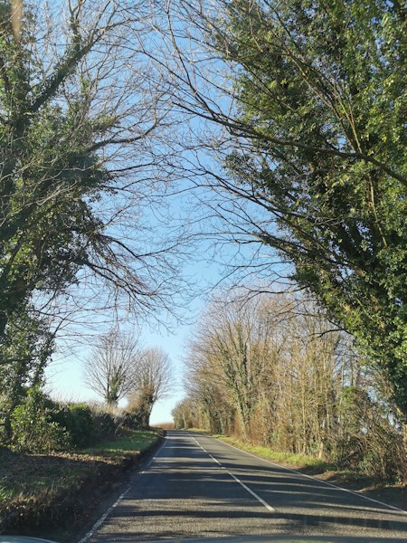 #trees