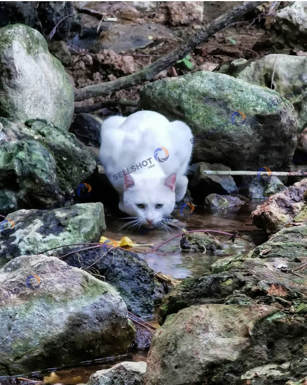 White cat in the wild