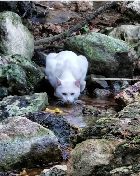 White cat in the wild