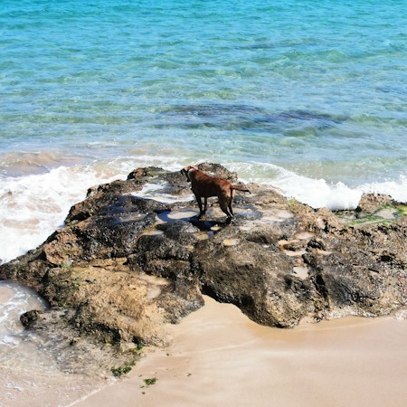 Dog fishing on the rocks