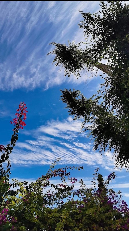 Blue Sky in through the trees