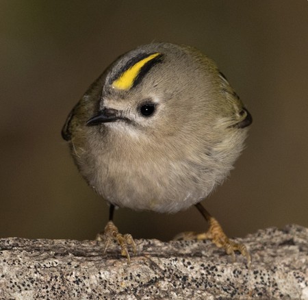 Animal