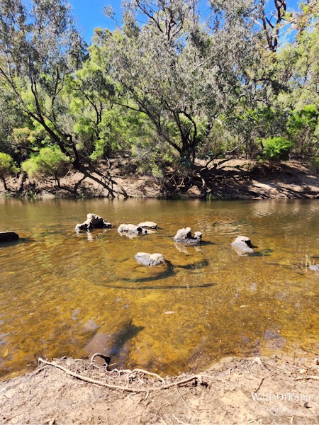Another scene from the Blackwood River in Western Australia. Part of a series from WallsOfFameAust
