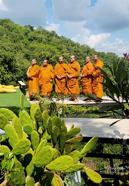 Monks enjoying their day at their complex on the river. Taken Oct '24. WallsOffameAust