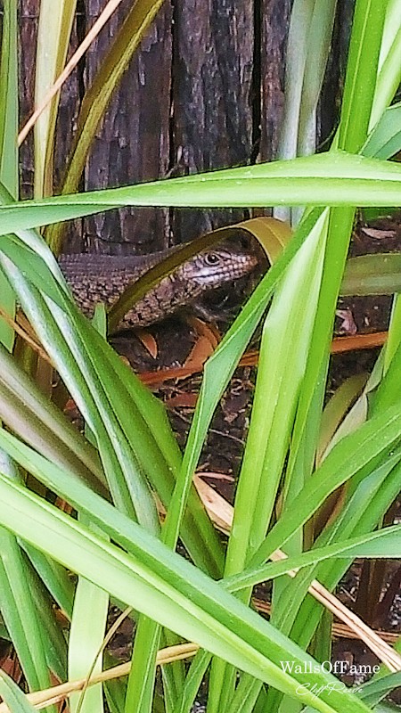 One of our pet skinks. Part of a series from WallsOfFameAust