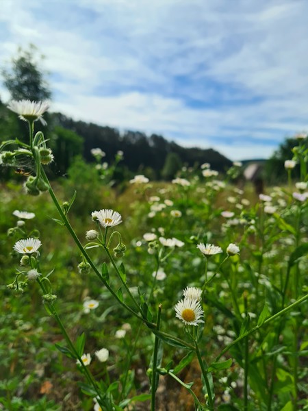 Mountain flower