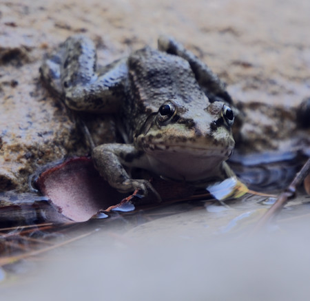 Amphibian
