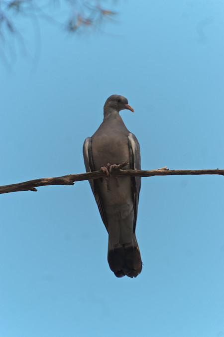 Animal