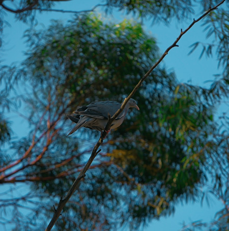 Accipiter