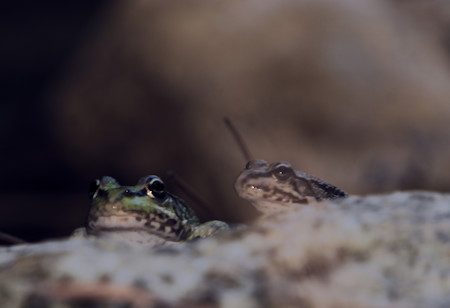 Amphibian