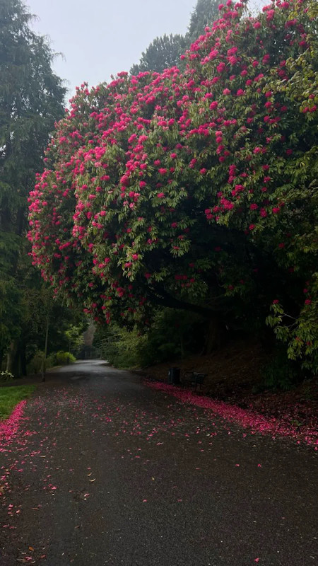 Autumn, Flower, Housing, Nature, Outdoors, Park, Petal, Road, Tree, Vegetation
