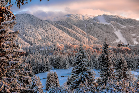 Conifer