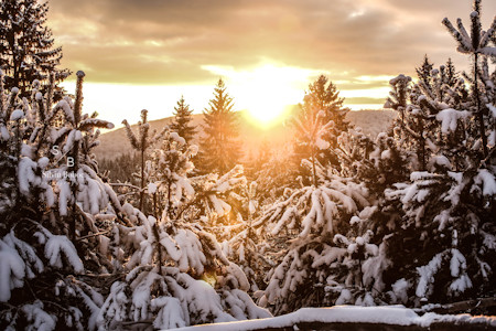 Fir