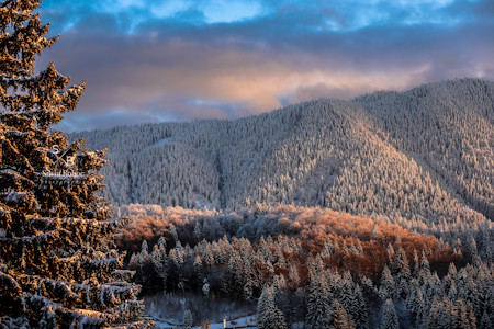 Conifer