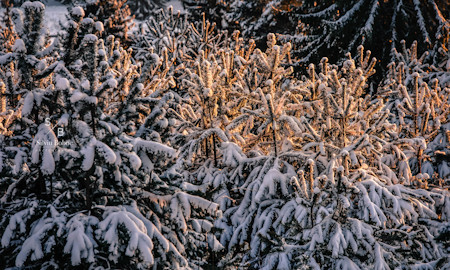 Fir