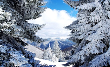 Conifer