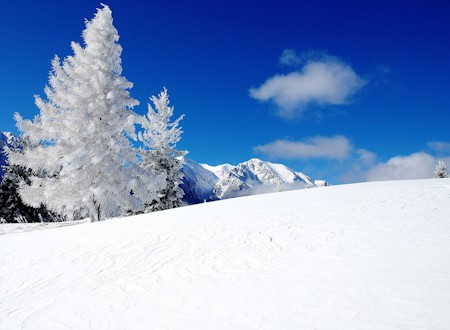 Fir, Ice, Mountain, Nature, Outdoors, Plant, Scenery, Snow, Tree, Weather
