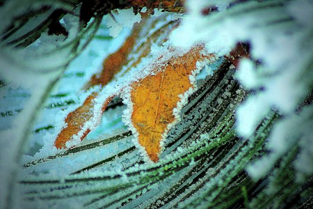 Frost