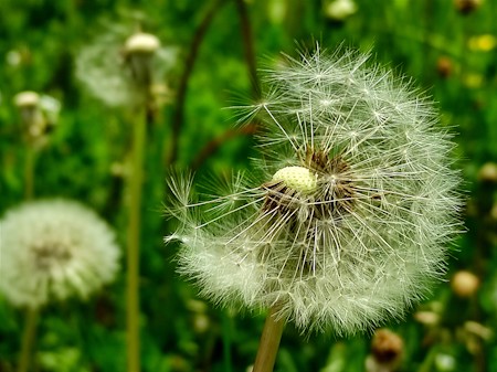 Dandelion